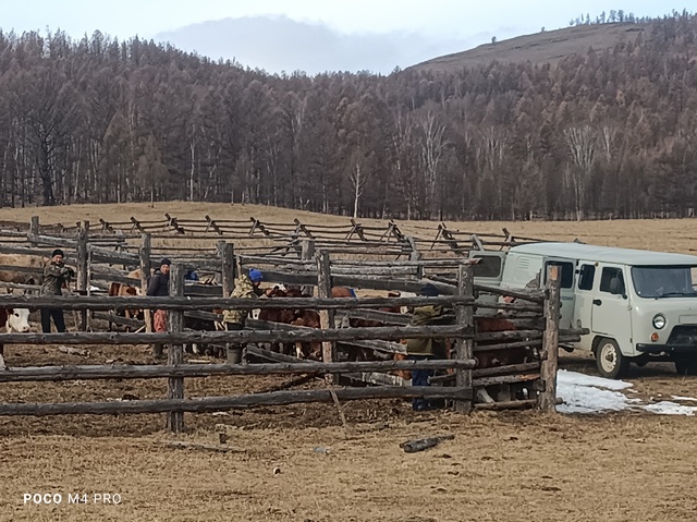 Приезд ветеринаров.